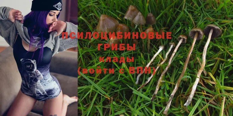 цены наркотик  Кедровый  Галлюциногенные грибы Psilocybine cubensis 